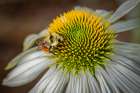 USA, Colorado, Fort Collins. Bumblebee on echinacea flower. Art Print